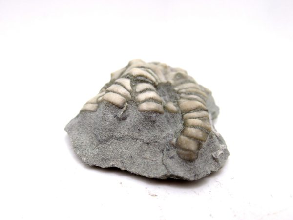 Genuine Mississippian Age Crawfordsville Crinoid Fossil for Sale from Indiana #149c