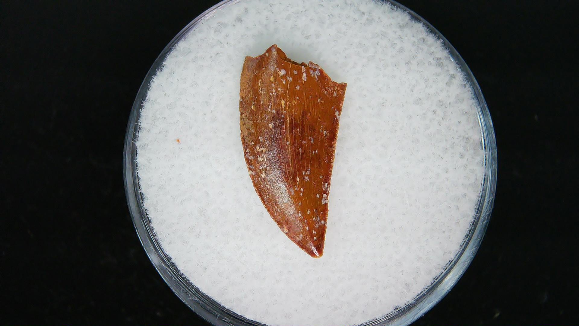 African Cretaceous Age Raptor Dinosaur Tooth 78 | Fossils for Sale Genuine Cretaceous Age Raptor Dinosaur Tooth Fossils For Sale From Morocco #78