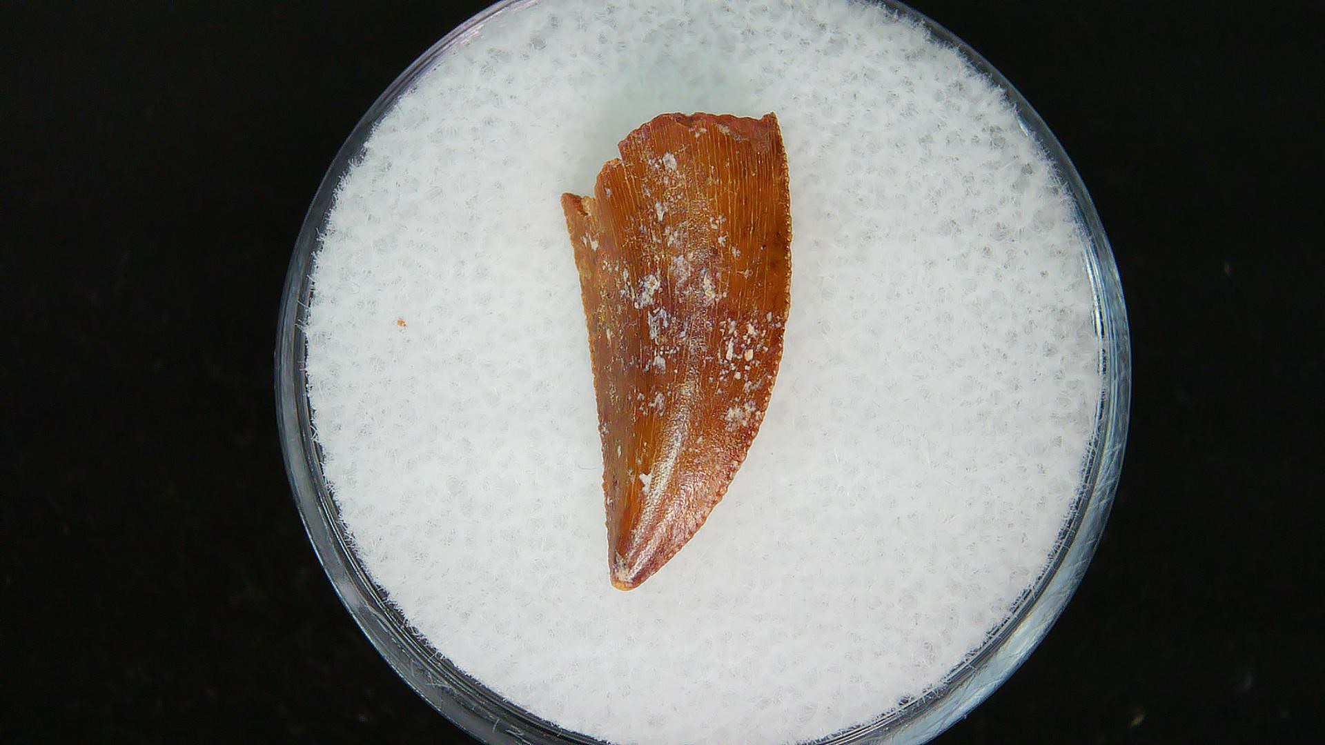 African Cretaceous Age Raptor Dinosaur Tooth 78a | Fossils for Sale Genuine Cretaceous Age Raptor Dinosaur Tooth Fossils For Sale From Morocco #78a