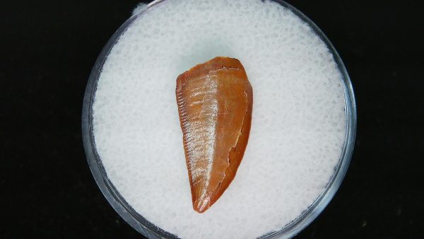 Genuine Cretaceous Age Raptor Dinosaur Tooth Fossils For Sale From Morocco #79