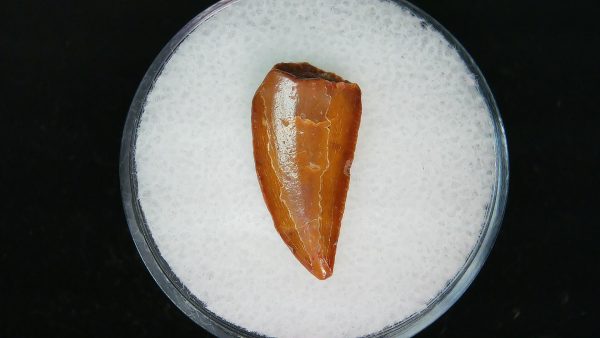 Genuine Cretaceous Age Raptor Dinosaur Tooth Fossils For Sale From Morocco #79a