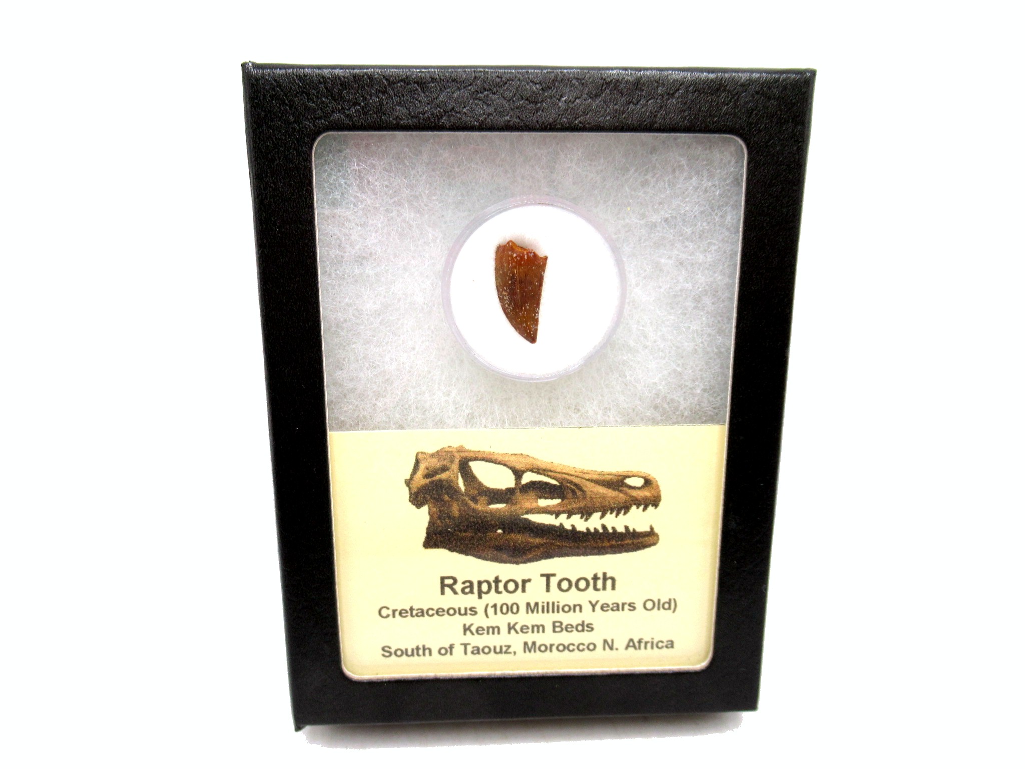 African Cretaceous Age Raptor Dinosaur Tooth in Riker 78 | Fossils for Sale Genuine Cretaceous Age Raptor Dinosaur Tooth Fossils For Sale From Morocco #78