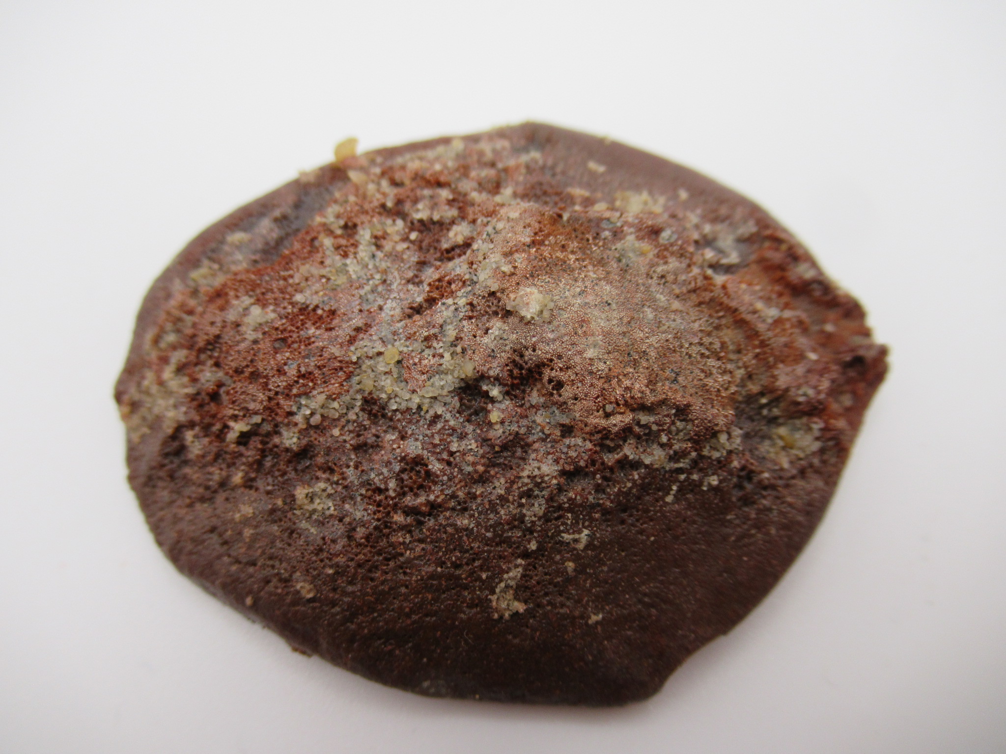 Cretaceous Morocco Dinosaur Dermal Scute 11a | Fossils for Sale Genuine Cretaceous Age Dinosaur Dermal Scute Fossil For Sale from Morocco #11a