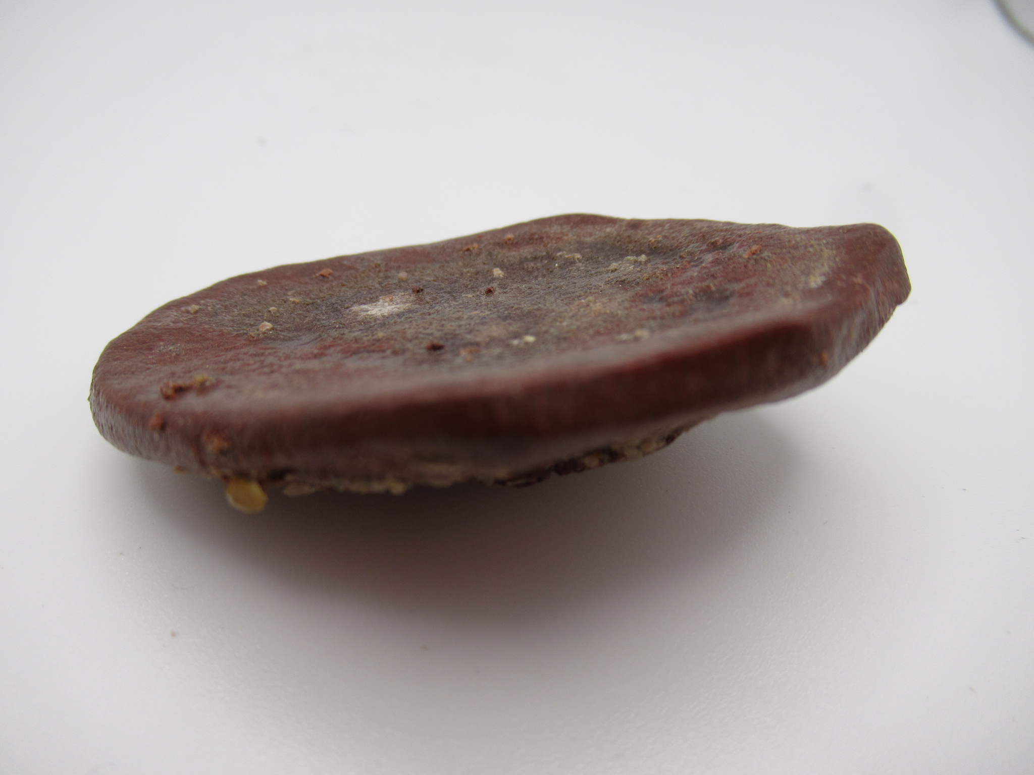 Cretaceous Morocco Dinosaur Dermal Scute 11b | Fossils for Sale Genuine Cretaceous Age Dinosaur Dermal Scute Fossil For Sale from Morocco #11b