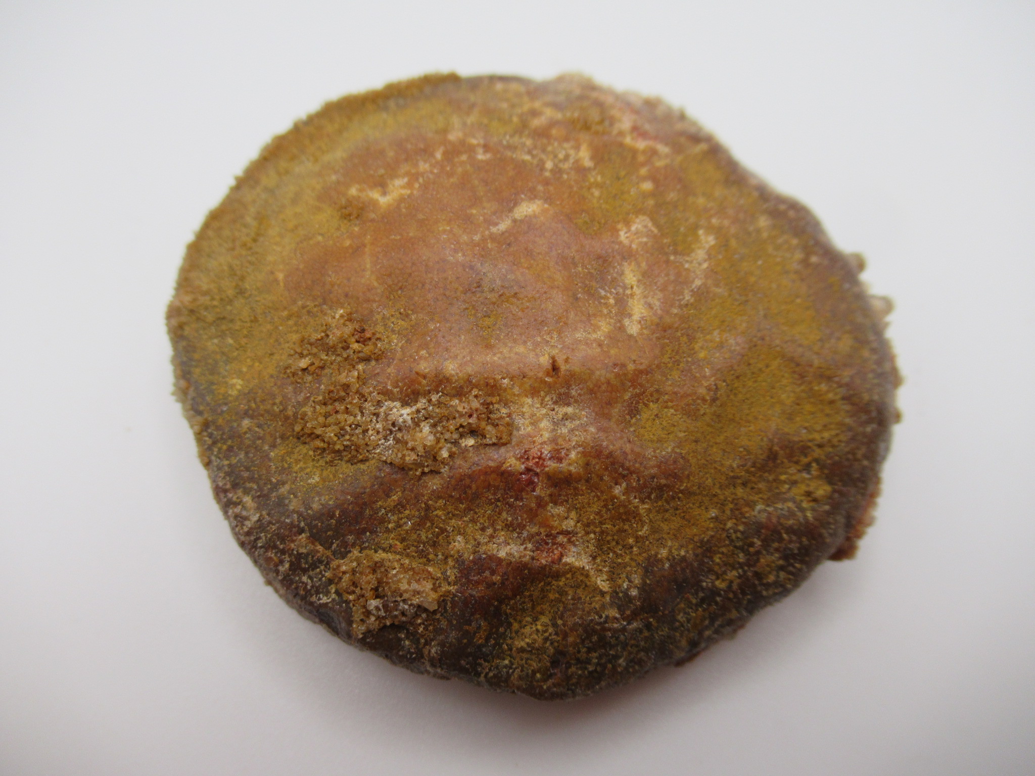 Cretaceous Morocco Dinosaur Dermal Scute 13 | Fossils for Sale Genuine Cretaceous Age Dinosaur Dermal Scute Fossil For Sale from Morocco #13