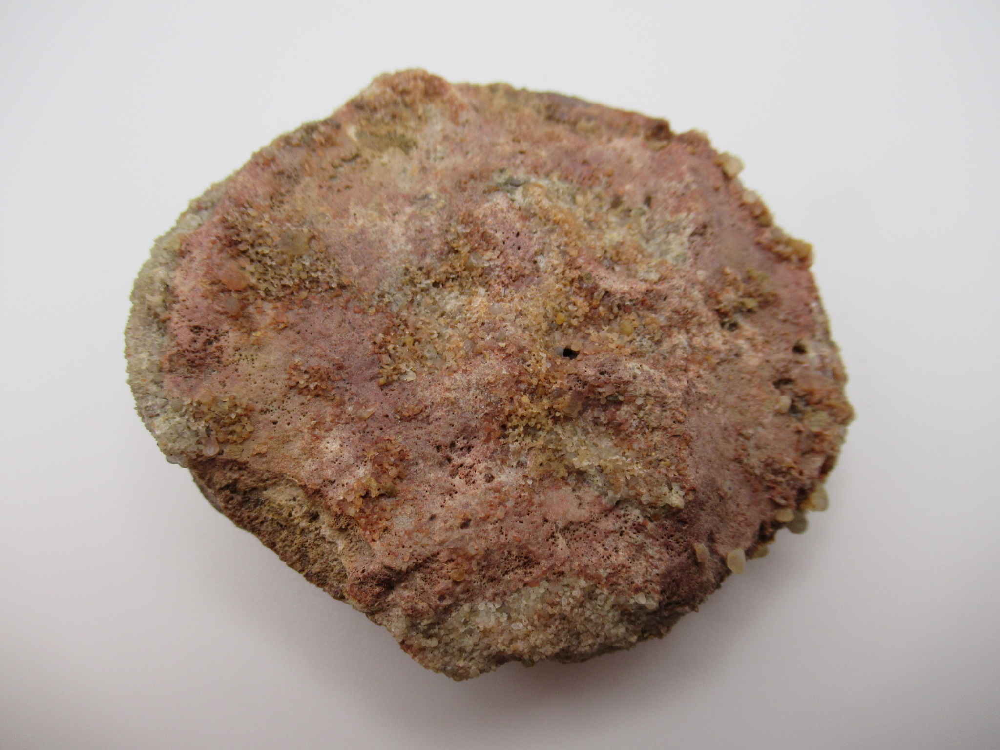 Cretaceous Morocco Dinosaur Dermal Scute 13a | Fossils for Sale Genuine Cretaceous Age Dinosaur Dermal Scute Fossil For Sale from Morocco #13a