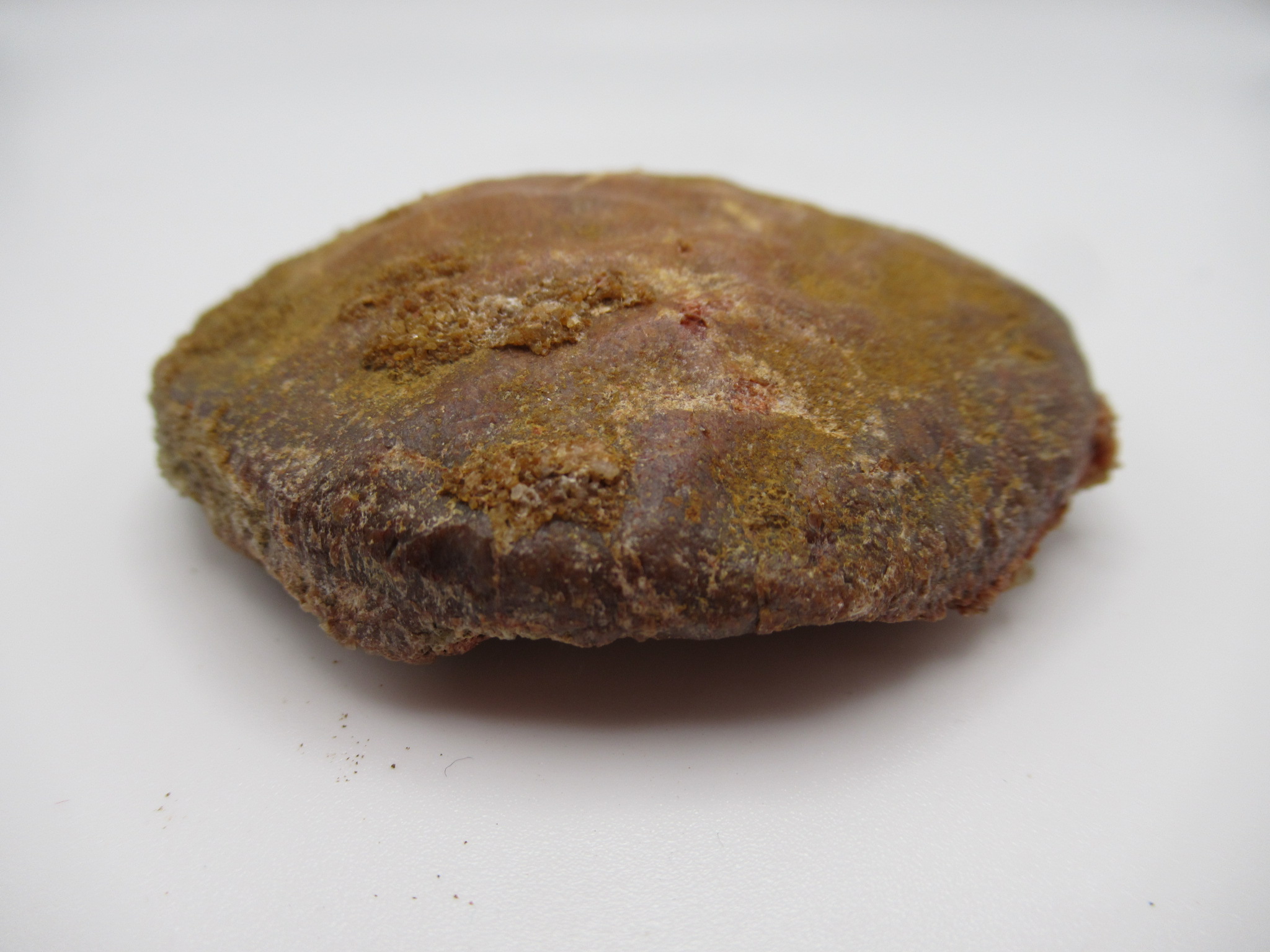 Cretaceous Morocco Dinosaur Dermal Scute 13b | Fossils for Sale Genuine Cretaceous Age Dinosaur Dermal Scute Fossil For Sale from Morocco #13b