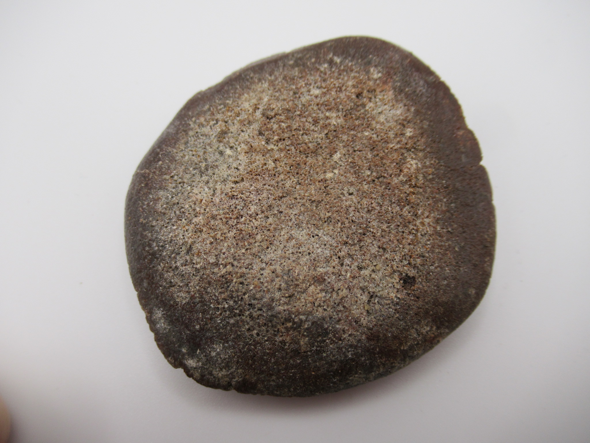 Cretaceous Morocco Dinosaur Dermal Scute 14a | Fossils for Sale Genuine Cretaceous Age Dinosaur Dermal Scute Fossil For Sale from Morocco #14a