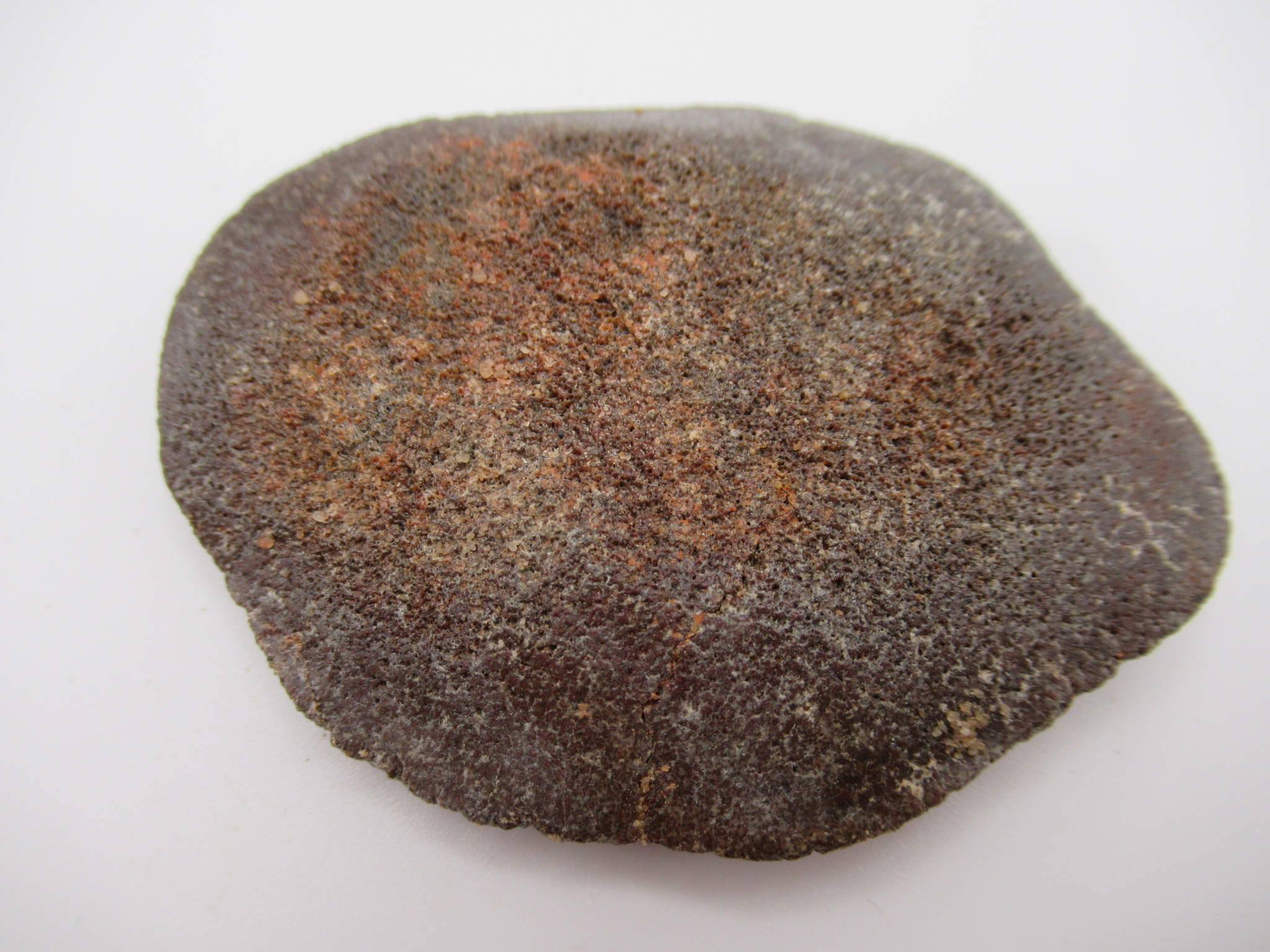 Cretaceous Morocco Dinosaur Dermal Scute 15a | Fossils for Sale Genuine Cretaceous Age Dinosaur Dermal Scute Fossil For Sale from Morocco #15a