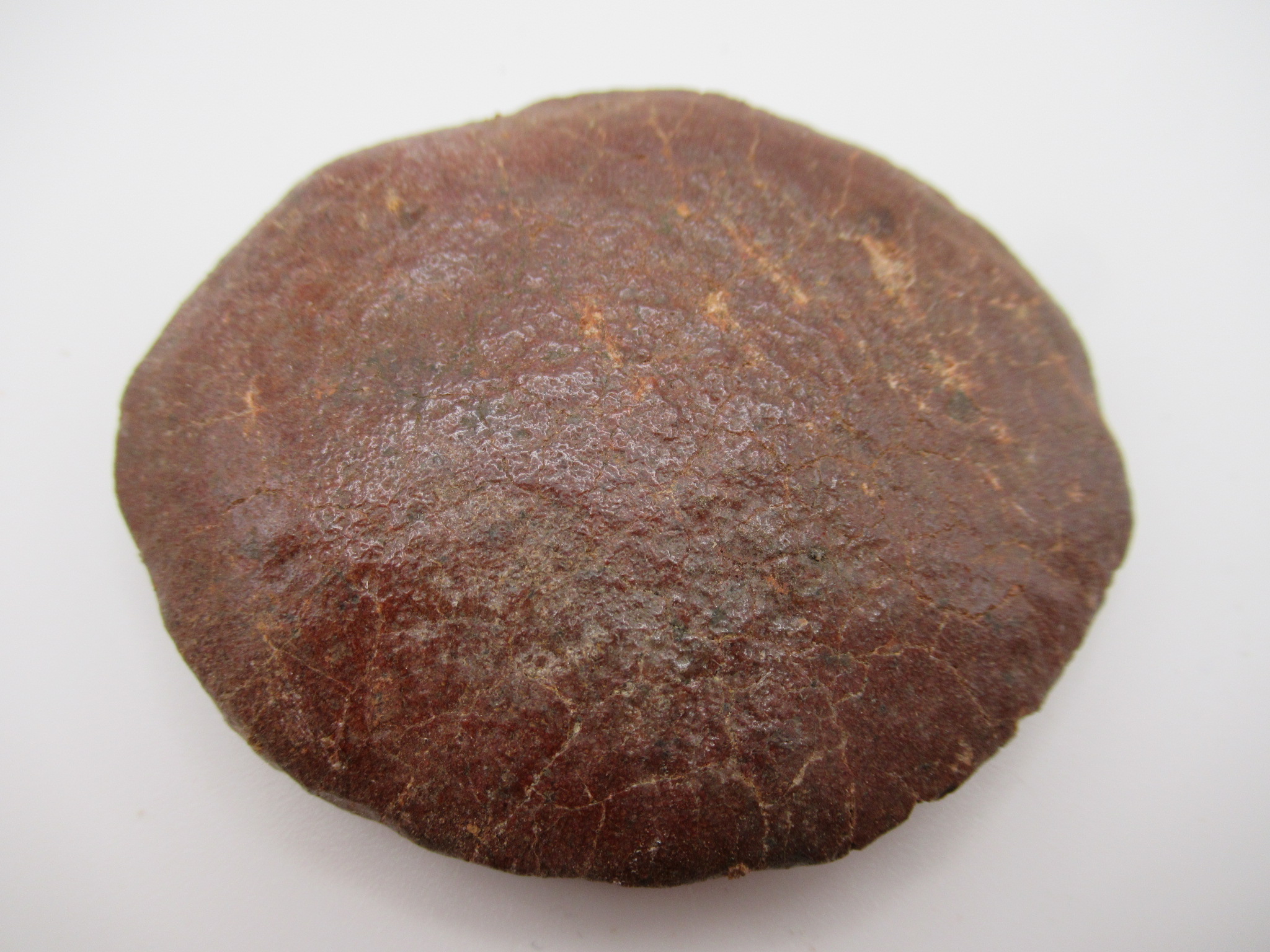 Cretaceous Morocco Dinosaur Dermal Scute 16 | Fossils for Sale Genuine Cretaceous Age Dinosaur Dermal Scute Fossil For Sale from Morocco #16