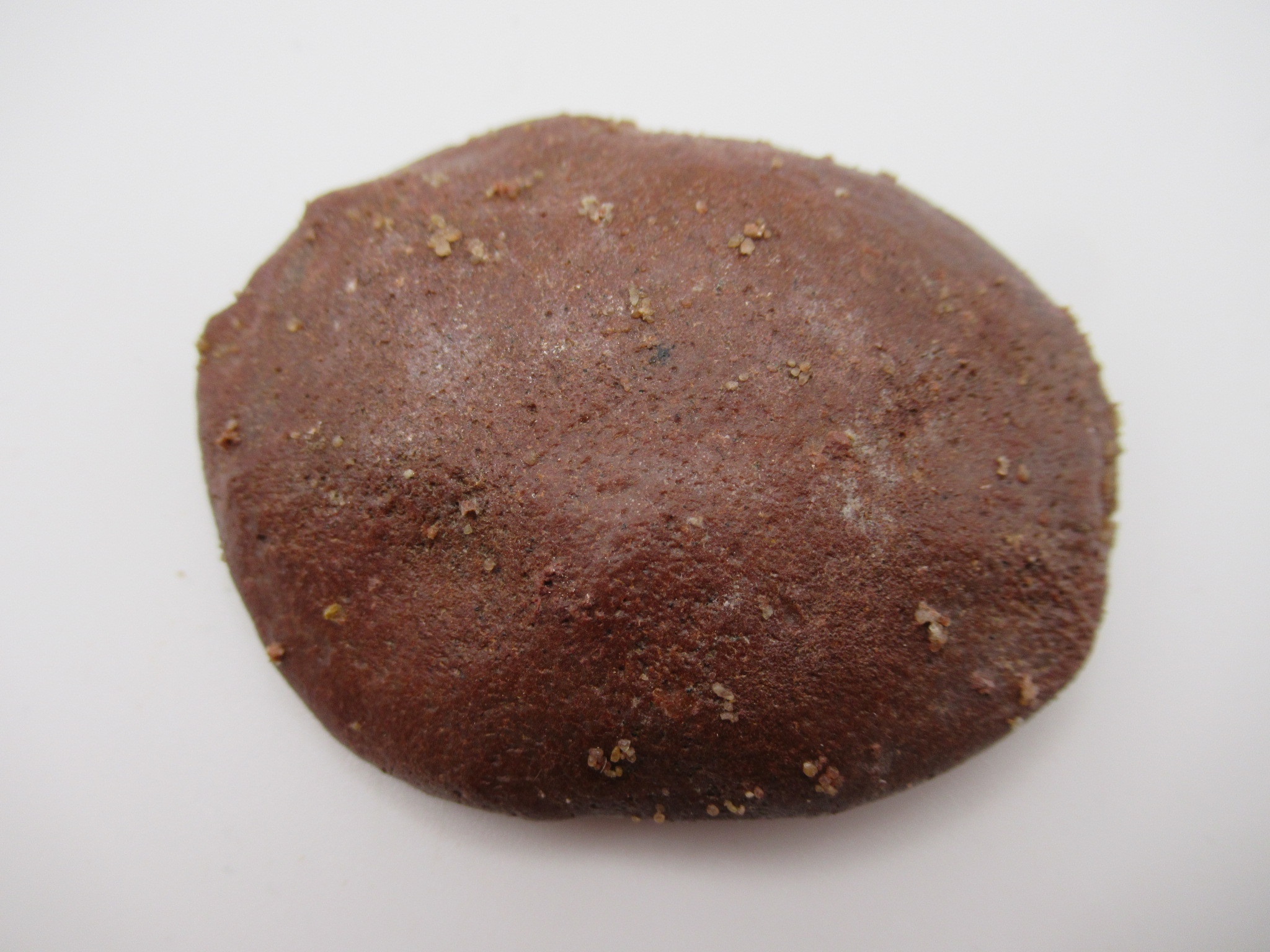 Cretaceous Morocco Dinosaur Dermal Scute 17 | Fossils for Sale Genuine Cretaceous Age Dinosaur Dermal Scute Fossil For Sale from Morocco #17