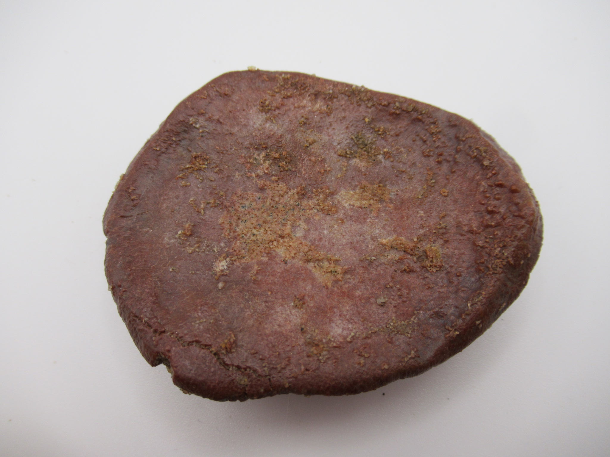 Cretaceous Morocco Dinosaur Dermal Scute 17a | Fossils for Sale Genuine Cretaceous Age Dinosaur Dermal Scute Fossil For Sale from Morocco #17a