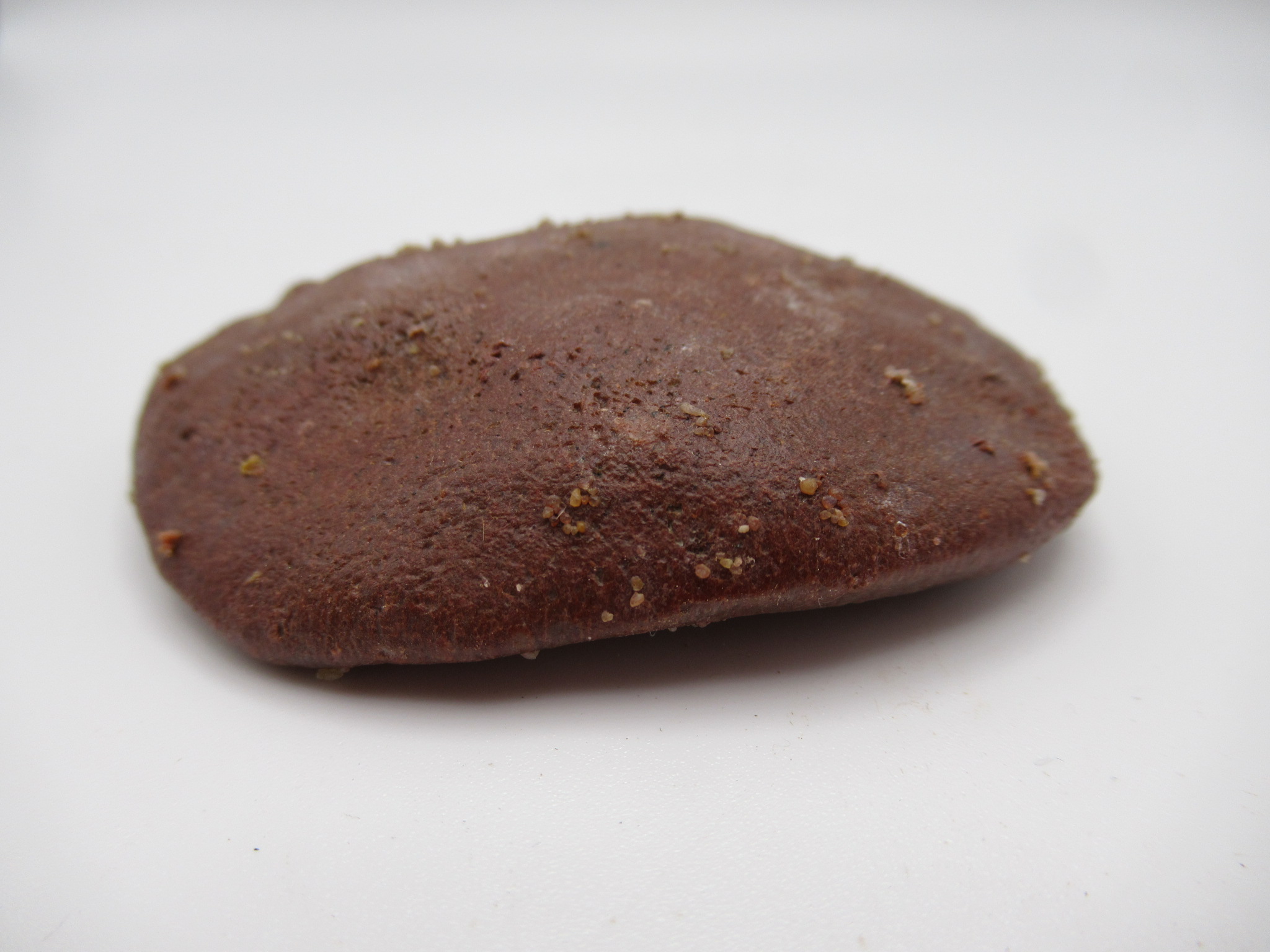 Cretaceous Morocco Dinosaur Dermal Scute 17b | Fossils for Sale Genuine Cretaceous Age Dinosaur Dermal Scute Fossil For Sale from Morocco #17b