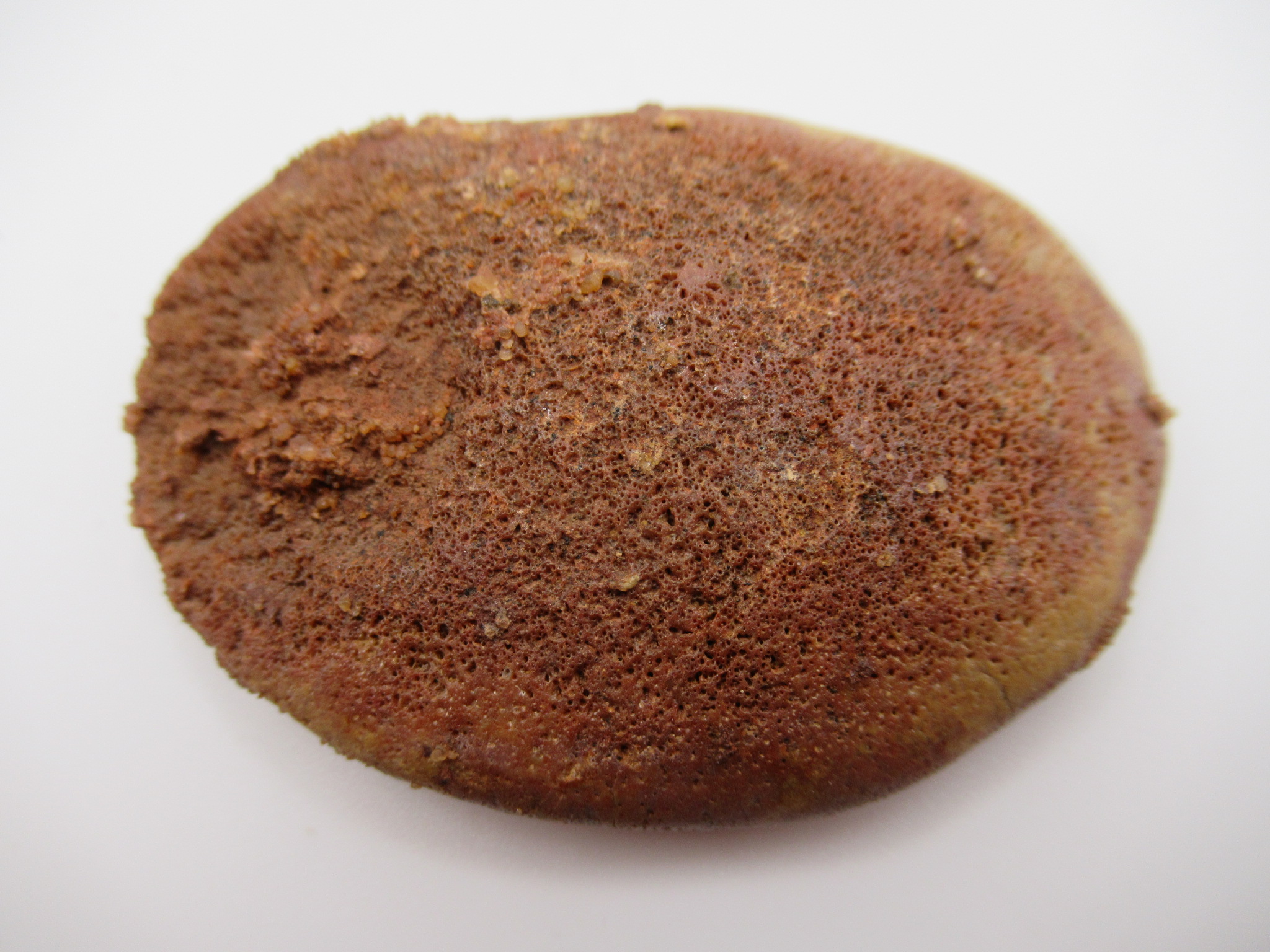 Cretaceous Morocco Dinosaur Dermal Scute 19 | Fossils for Sale Genuine Cretaceous Age Dinosaur Dermal Scute Fossil For Sale from Morocco #19