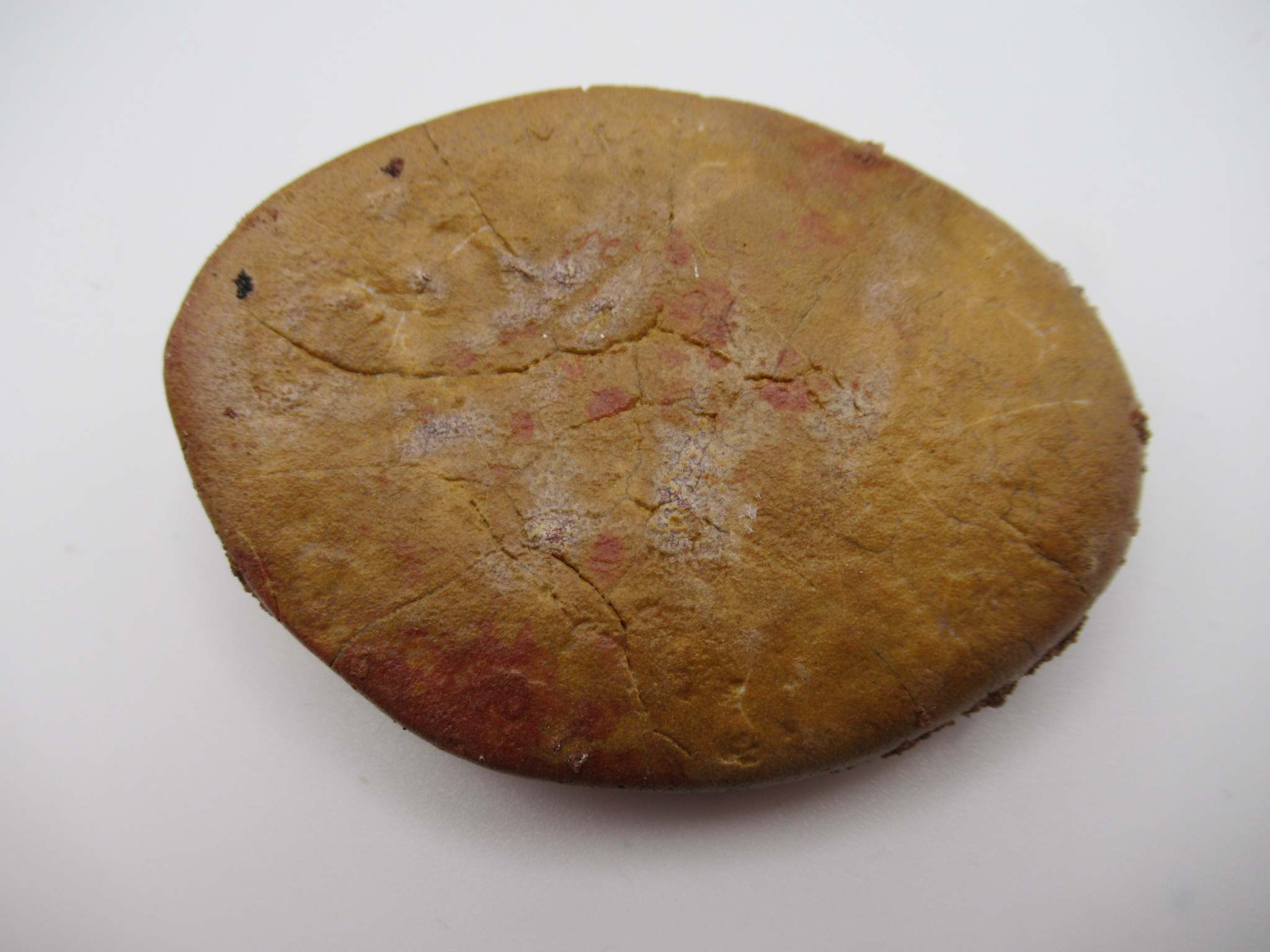 Cretaceous Morocco Dinosaur Dermal Scute 19a | Fossils for Sale Genuine Cretaceous Age Dinosaur Dermal Scute Fossil For Sale from Morocco #19a