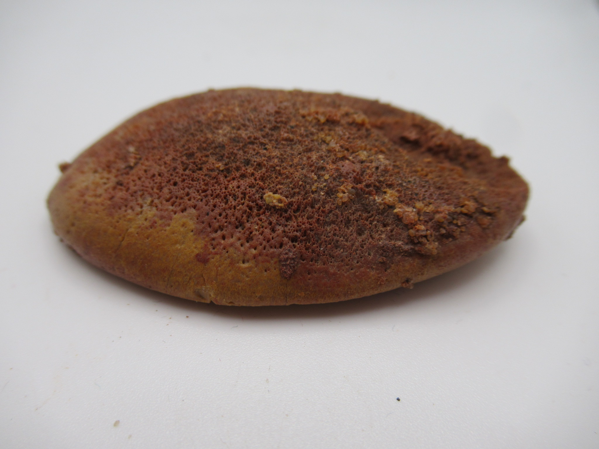 Cretaceous Morocco Dinosaur Dermal Scute 19b | Fossils for Sale Genuine Cretaceous Age Dinosaur Dermal Scute Fossil For Sale from Morocco #19b