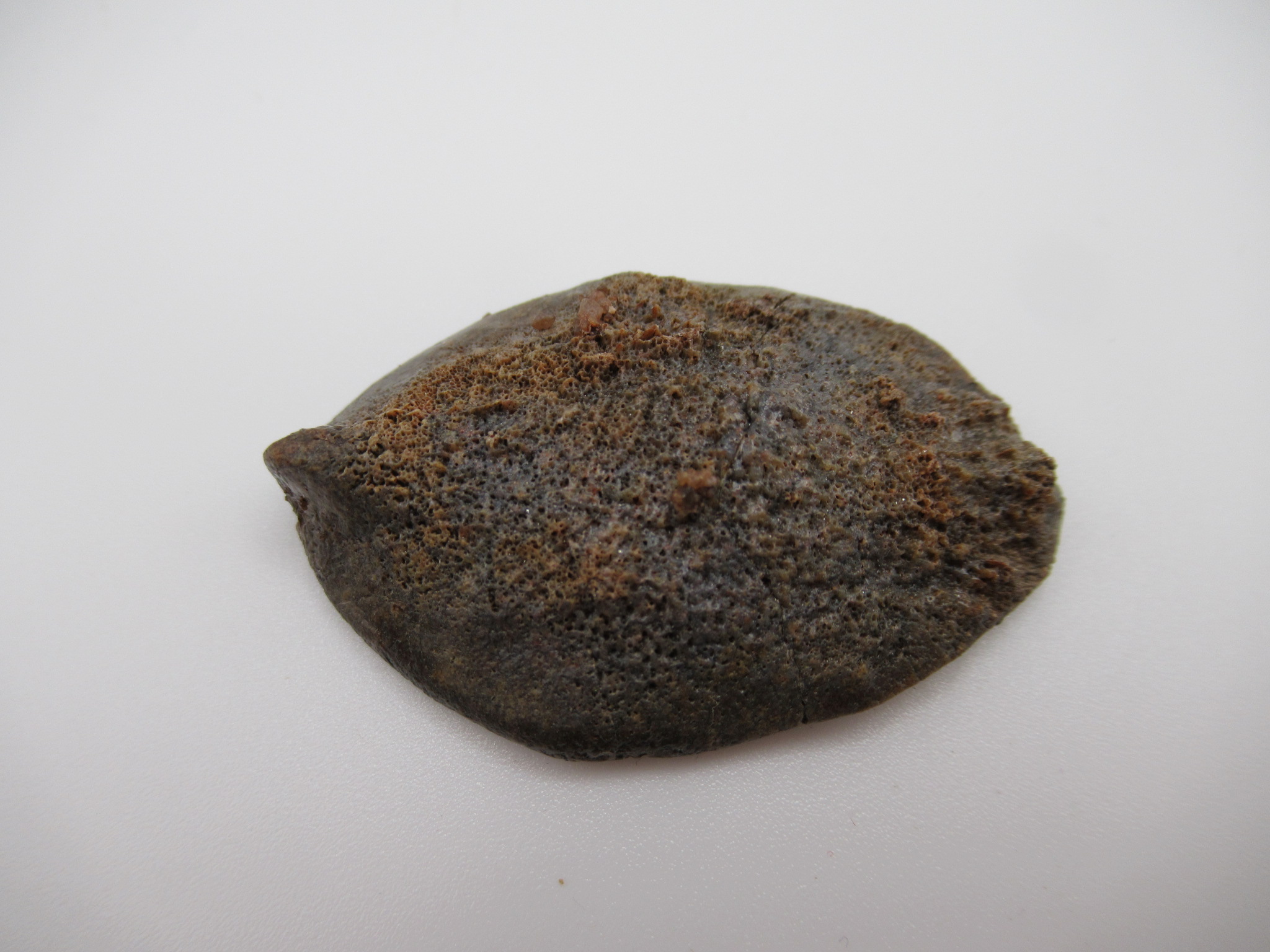 Cretaceous Morocco Dinosaur Dermal Scute 2 | Fossils for Sale Genuine Cretaceous Age Dinosaur Dermal Scute Fossil For Sale from Morocco #2