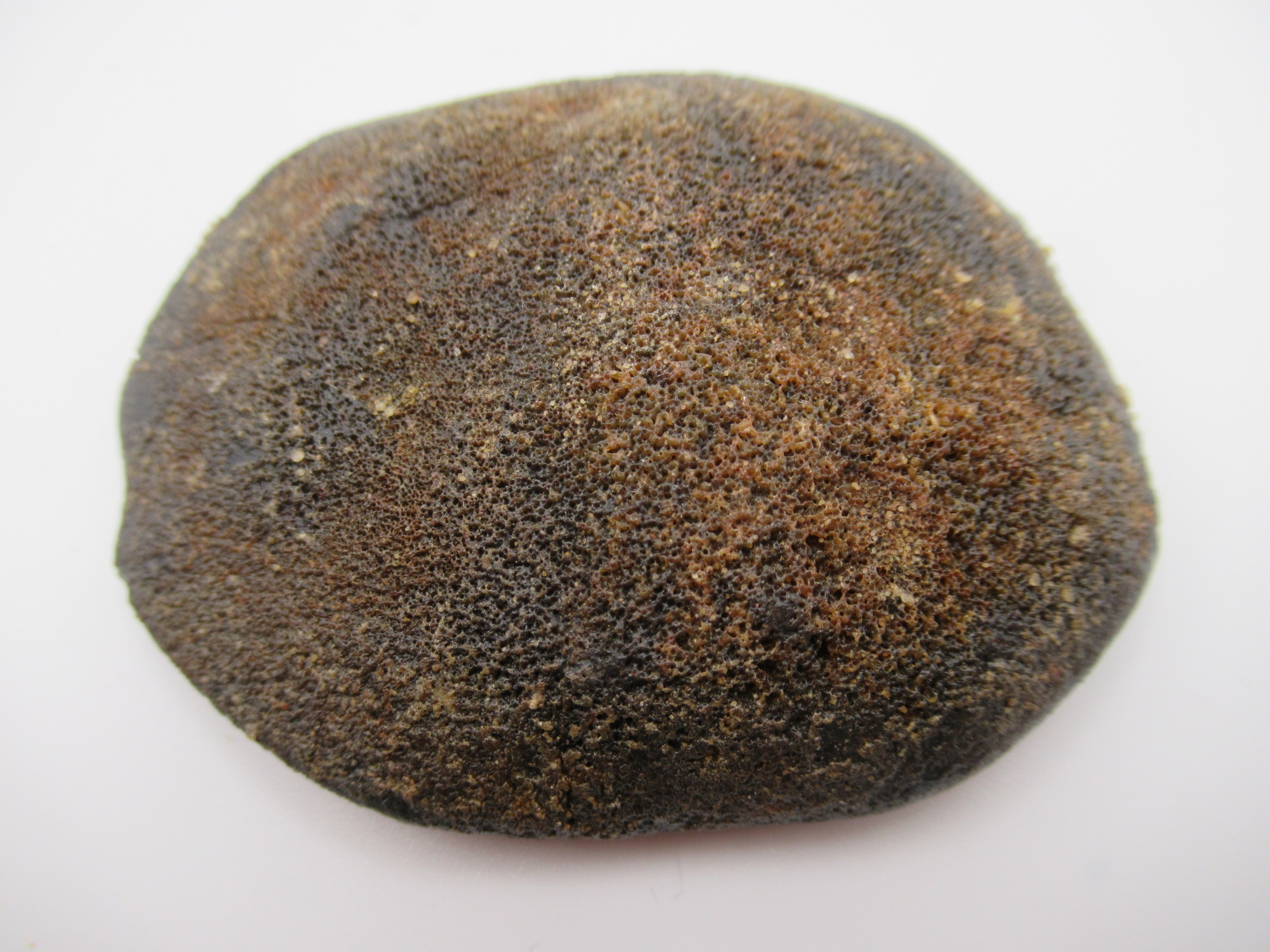 Cretaceous Morocco Dinosaur Dermal Scute 23 | Fossils for Sale Genuine Cretaceous Age Dinosaur Dermal Scute Fossil For Sale from Morocco #23