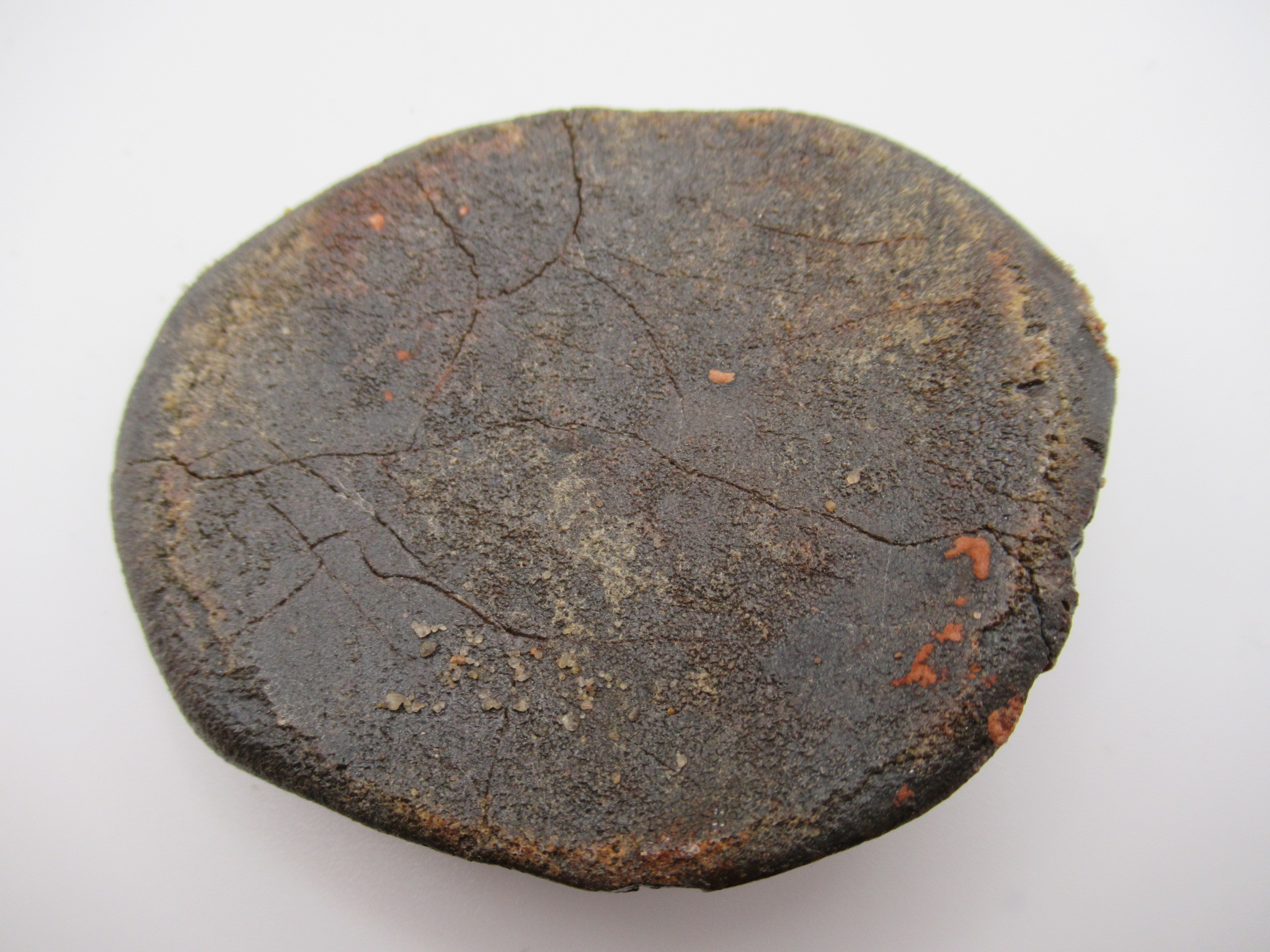 Cretaceous Morocco Dinosaur Dermal Scute 23a | Fossils for Sale Genuine Cretaceous Age Dinosaur Dermal Scute Fossil For Sale from Morocco #23a