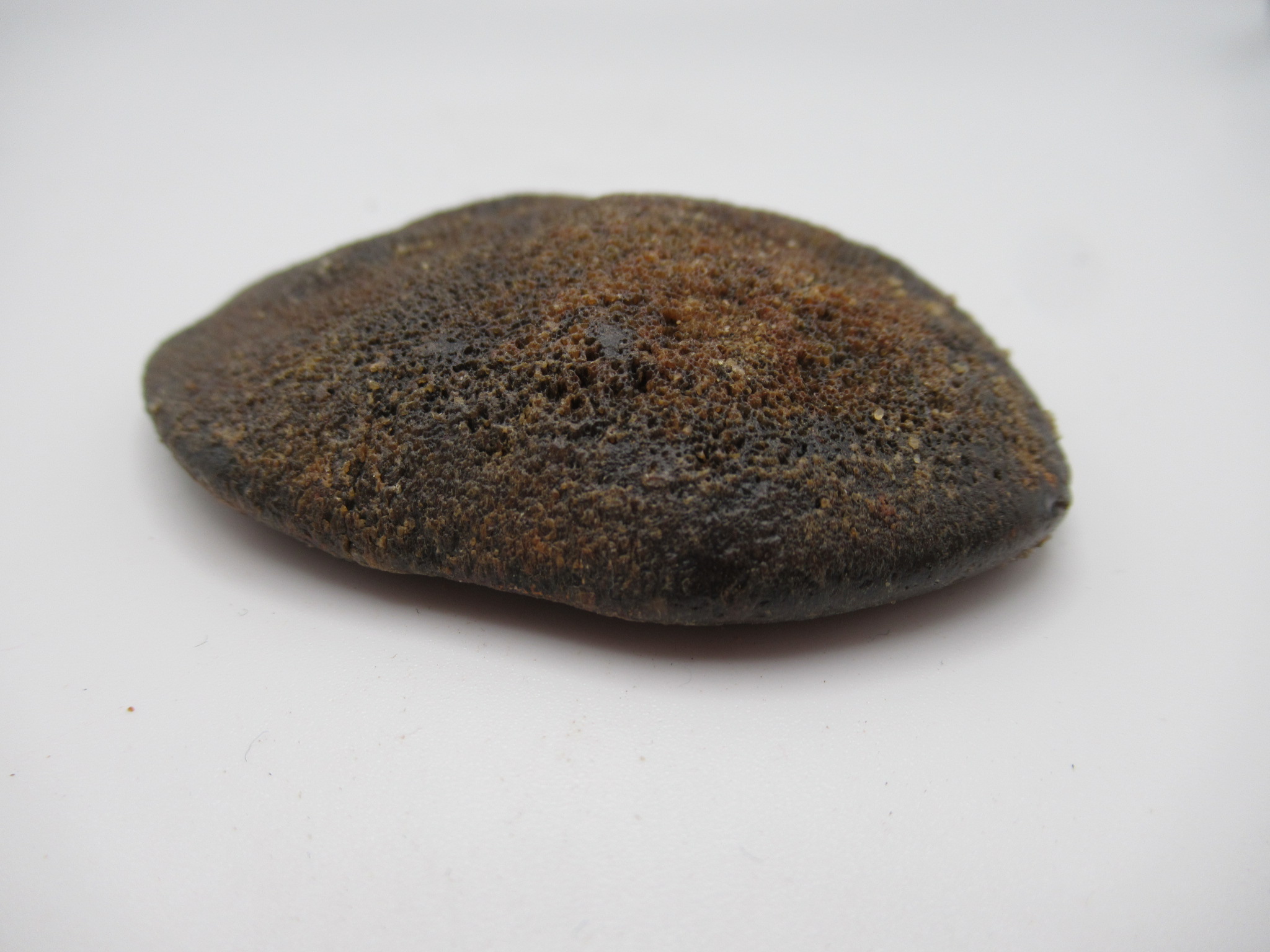 Cretaceous Morocco Dinosaur Dermal Scute 23b | Fossils for Sale Genuine Cretaceous Age Dinosaur Dermal Scute Fossil For Sale from Morocco #23b