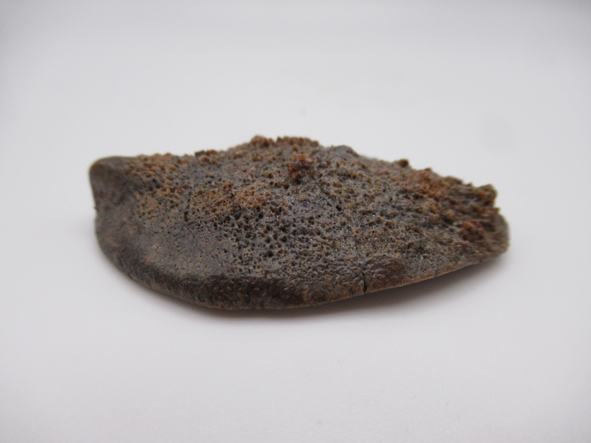 Cretaceous Morocco Dinosaur Dermal Scute 2b | Fossils for Sale Genuine Cretaceous Age Dinosaur Dermal Scute Fossil For Sale from Morocco #2b