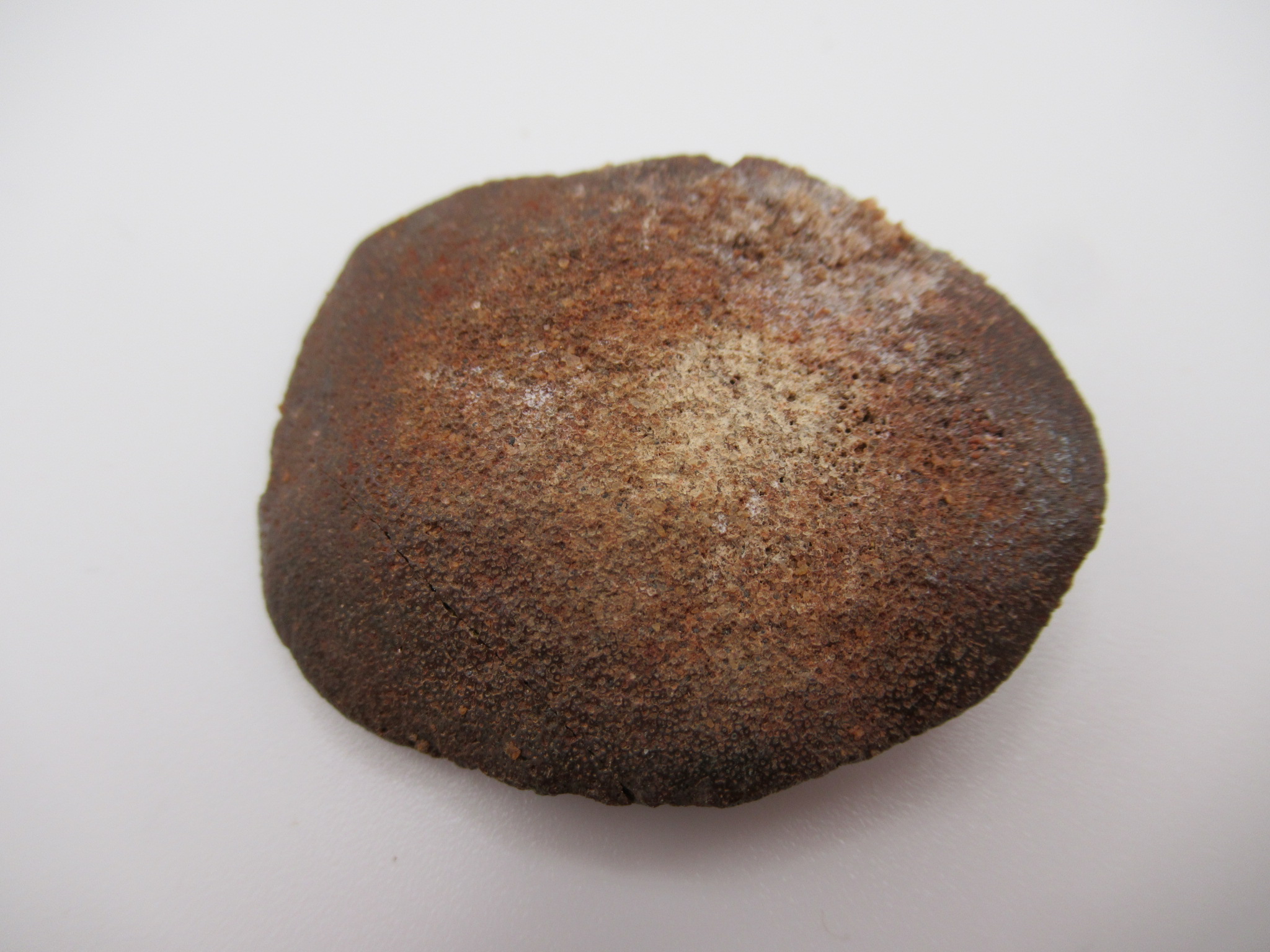 Cretaceous Morocco Dinosaur Dermal Scute 5a | Fossils for Sale Genuine Cretaceous Age Dinosaur Dermal Scute Fossil For Sale from Morocco #5a