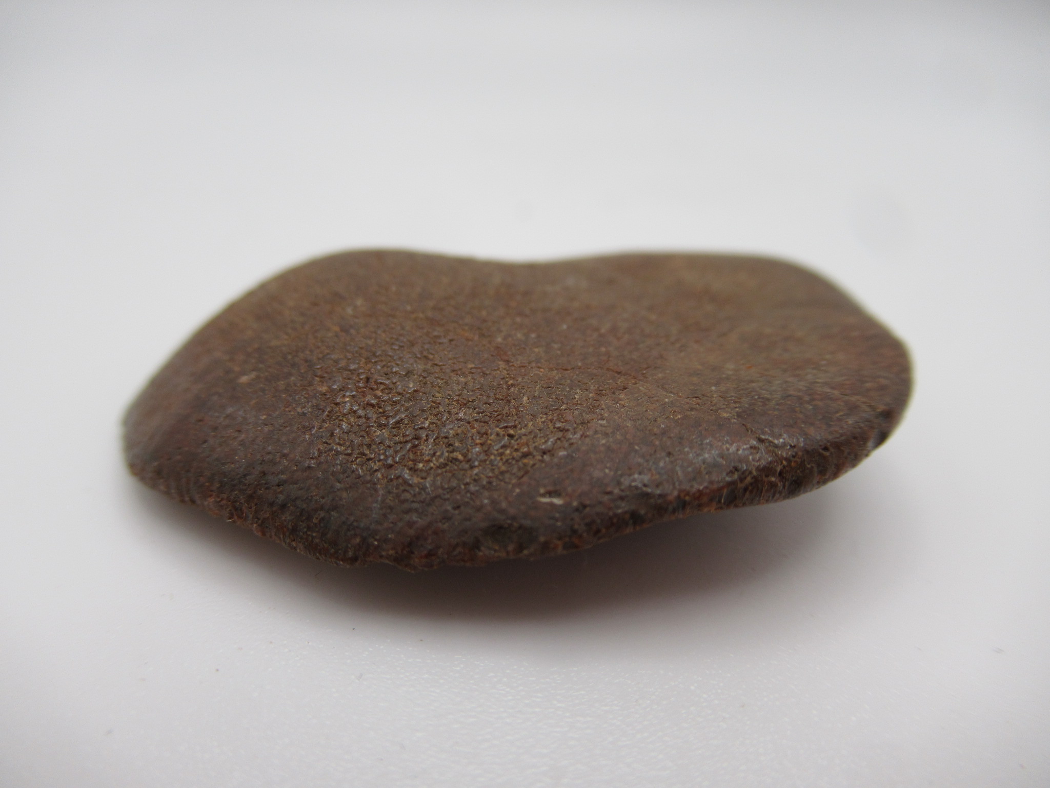 Cretaceous Morocco Dinosaur Dermal Scute 5b | Fossils for Sale Genuine Cretaceous Age Dinosaur Dermal Scute Fossil For Sale from Morocco #5b