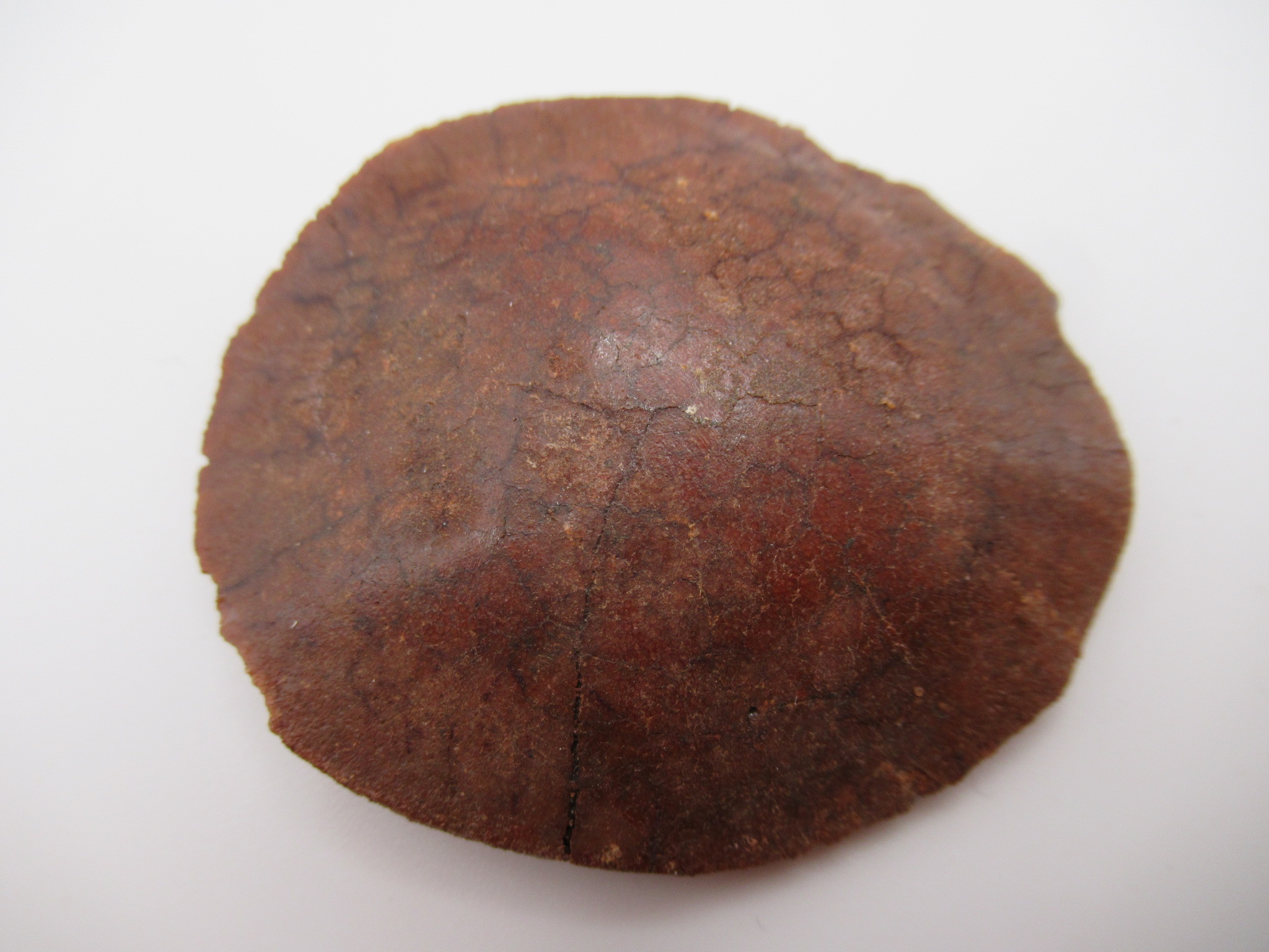 Cretaceous Morocco Dinosaur Dermal Scute 9 | Fossils for Sale Genuine Cretaceous Age Dinosaur Dermal Scute Fossil For Sale from Morocco #9