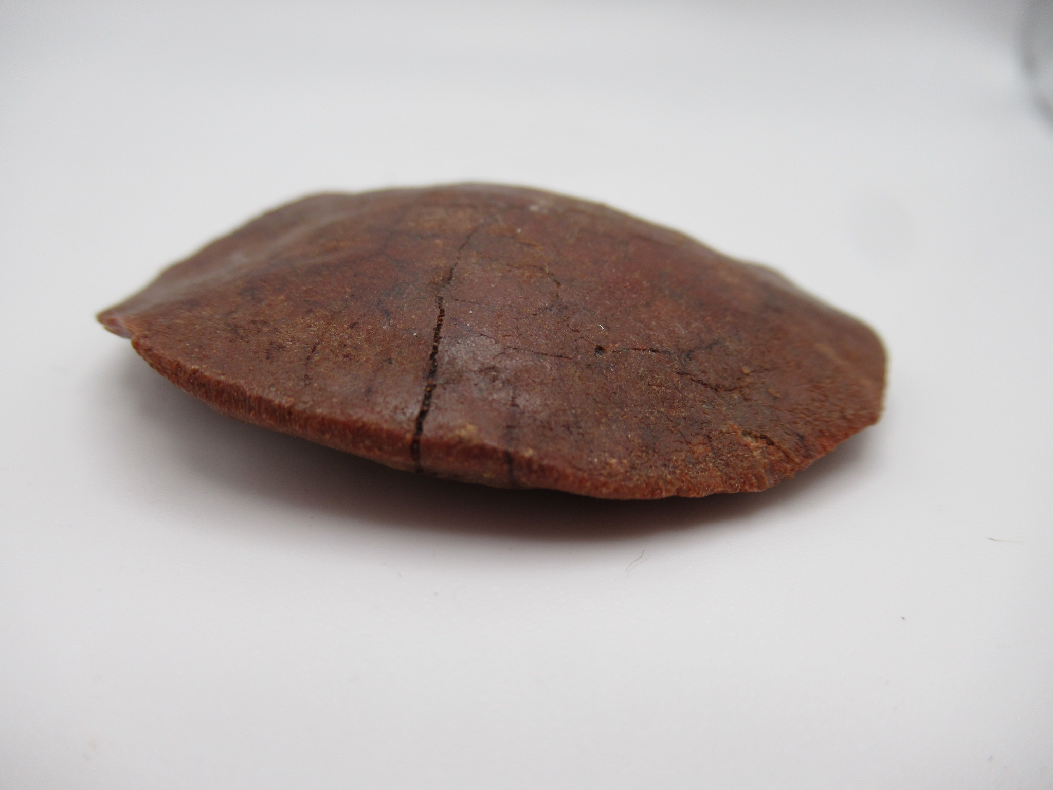 Cretaceous Morocco Dinosaur Dermal Scute 9b | Fossils for Sale Genuine Cretaceous Age Dinosaur Dermal Scute Fossil For Sale from Morocco #9b