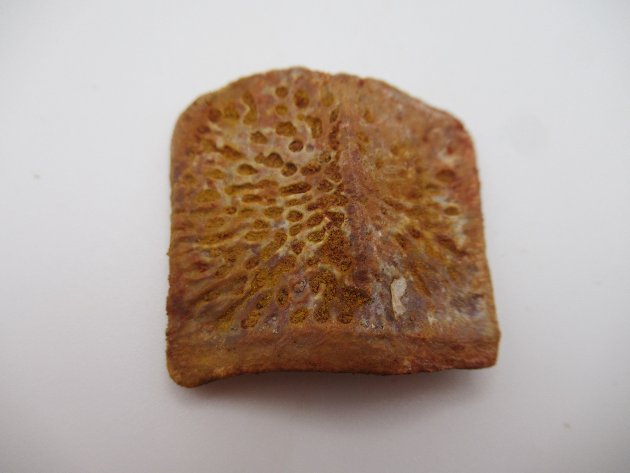 Cretaceous Morocco Elosuchus Crocodile Scute 18 | Fossils for Sale Genuine Cretaceous Age Elosuchus Crocodile Scute Fossil For Sale from Morocco #18