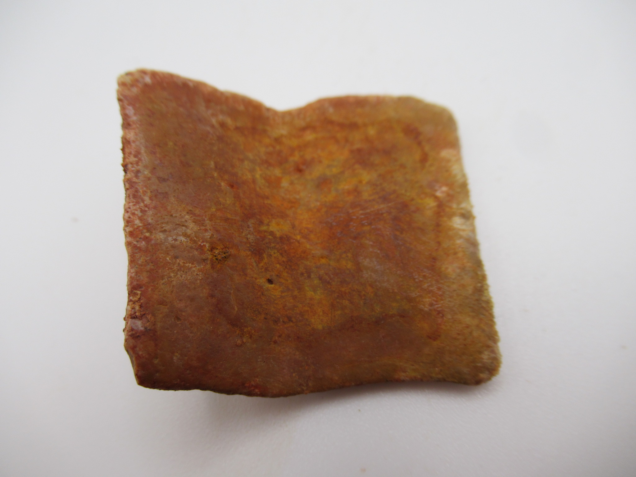 Cretaceous Morocco Elosuchus Crocodile Scute 18a | Fossils for Sale Genuine Cretaceous Age Elosuchus Crocodile Scute Fossil For Sale from Morocco #18a