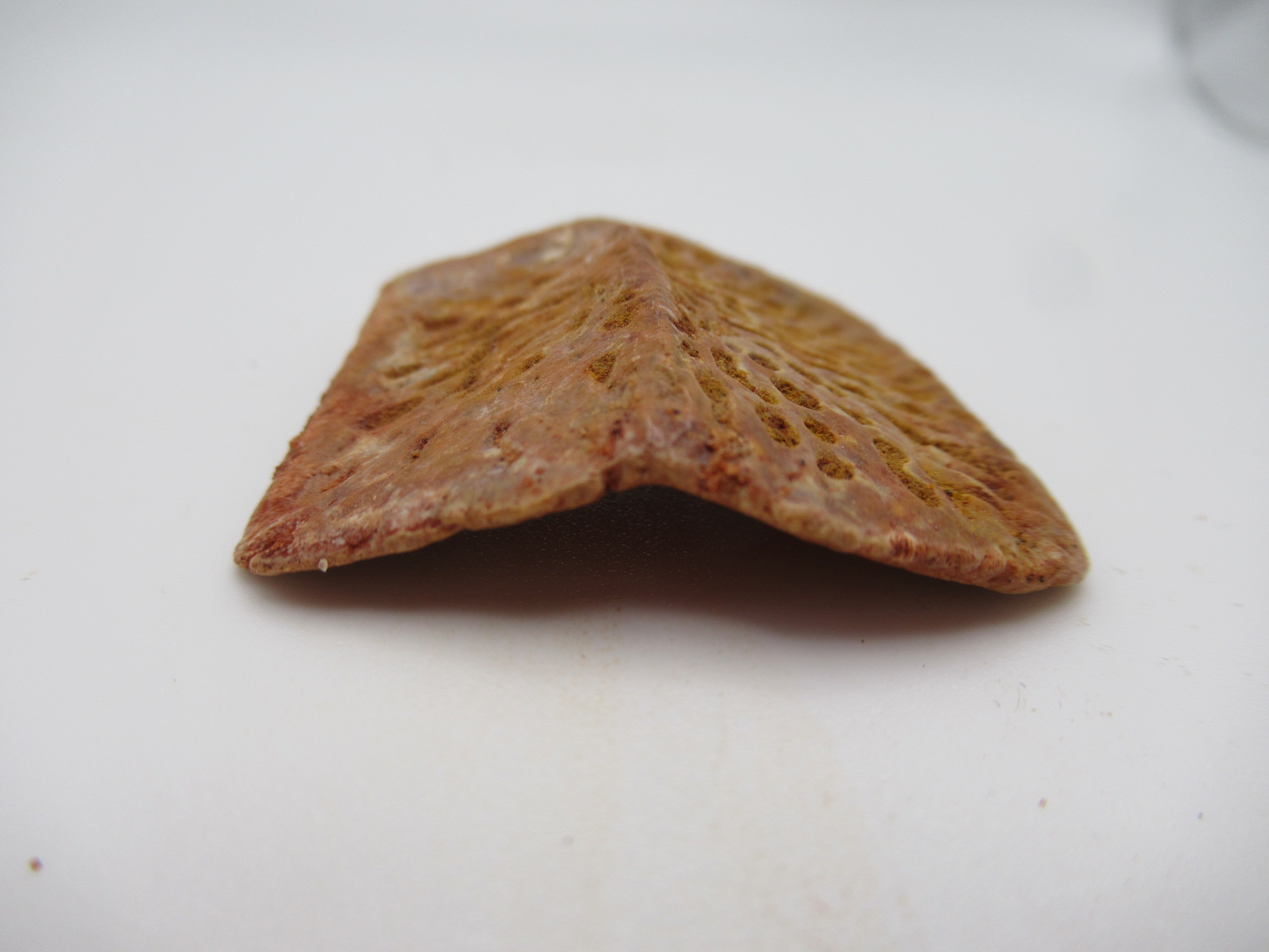 Cretaceous Morocco Elosuchus Crocodile Scute 18b | Fossils for Sale Genuine Cretaceous Age Elosuchus Crocodile Scute Fossil For Sale from Morocco #18b