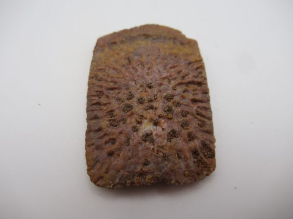 Genuine Cretaceous Age Elosuchus Crocodile Scute Fossil For Sale from Morocco #19