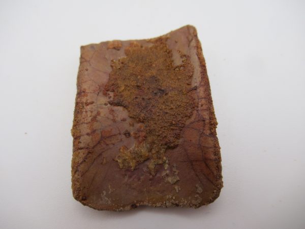 Genuine Cretaceous Age Elosuchus Crocodile Scute Fossil For Sale from Morocco #19a