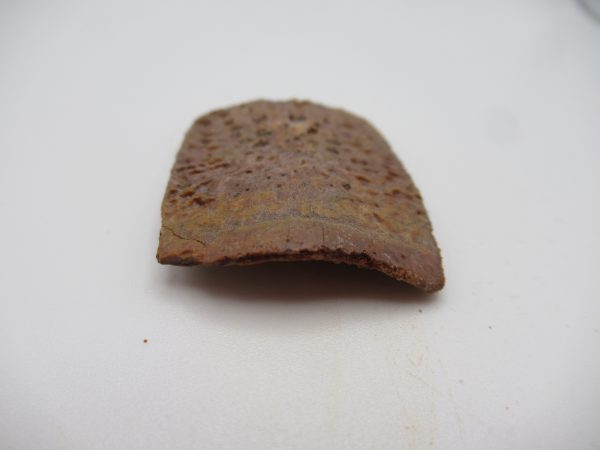 Genuine Cretaceous Age Elosuchus Crocodile Scute Fossil For Sale from Morocco #19b