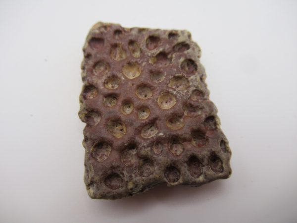 Genuine Cretaceous Age Elosuchus Crocodile Scute Fossil For Sale from Morocco #20