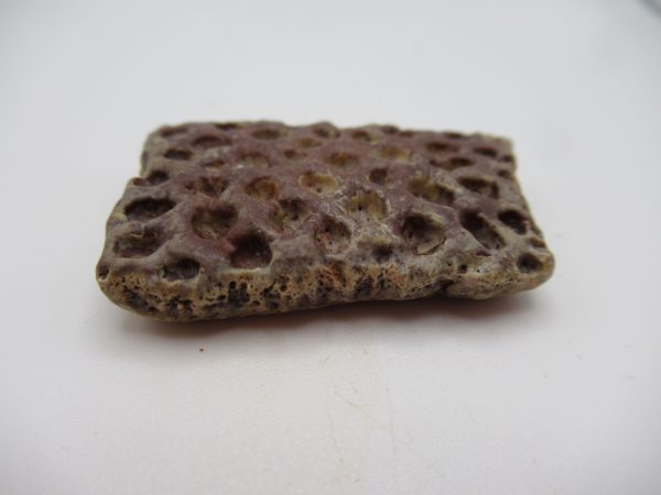 Genuine Cretaceous Age Elosuchus Crocodile Scute Fossil For Sale from Morocco #20b