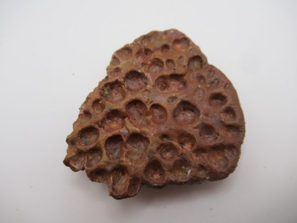Genuine Cretaceous Age Elosuchus Crocodile Scute Fossil For Sale from Morocco #21