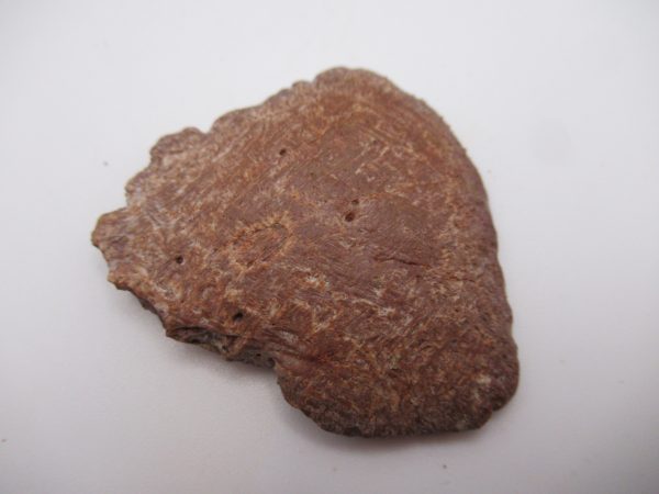 Genuine Cretaceous Age Elosuchus Crocodile Scute Fossil For Sale from Morocco #21a