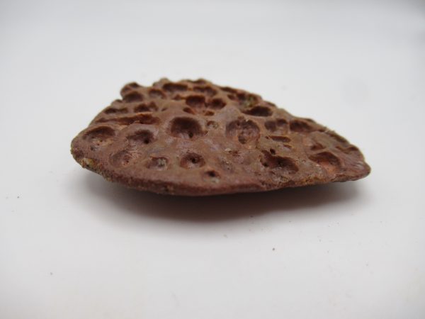 Genuine Cretaceous Age Elosuchus Crocodile Scute Fossil For Sale from Morocco #21b