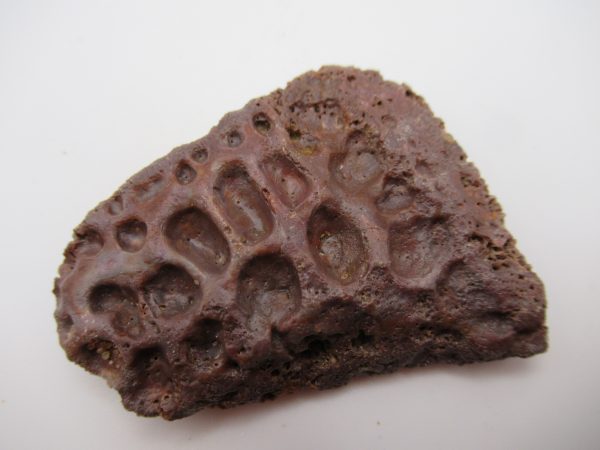 Genuine Cretaceous Age Elosuchus Crocodile Scute Fossil For Sale from Morocco #23