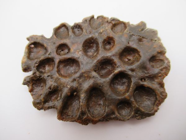 Genuine Cretaceous Age Elosuchus Crocodile Scute Fossil For Sale from Morocco #24
