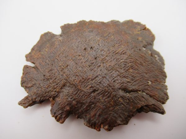 Genuine Cretaceous Age Elosuchus Crocodile Scute Fossil For Sale from Morocco #24a
