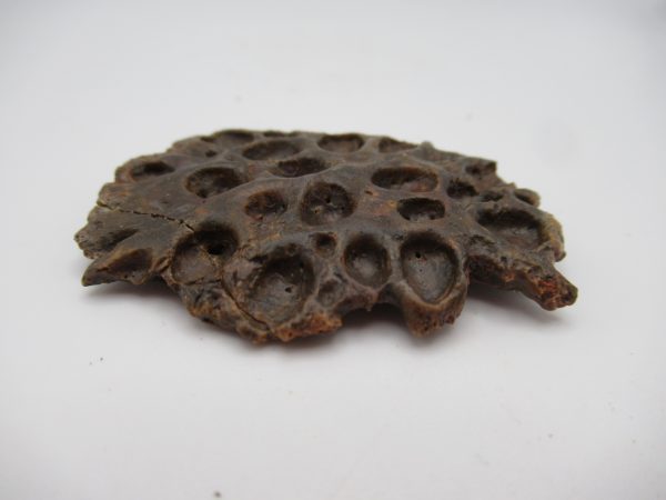 Genuine Cretaceous Age Elosuchus Crocodile Scute Fossil For Sale from Morocco #24b