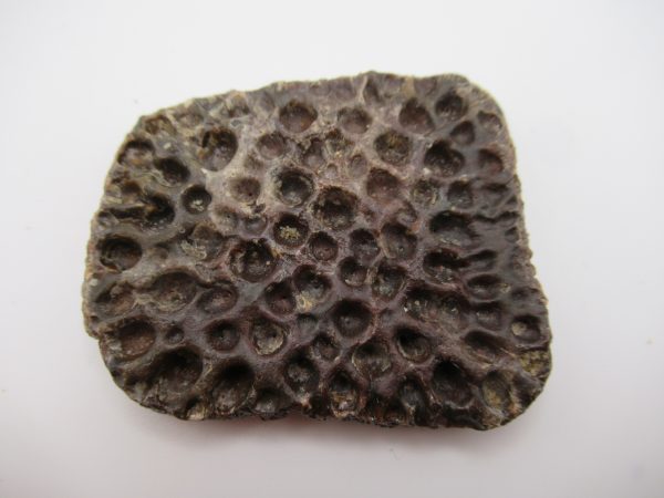 Genuine Cretaceous Age Elosuchus Crocodile Scute Fossil For Sale from Morocco #25