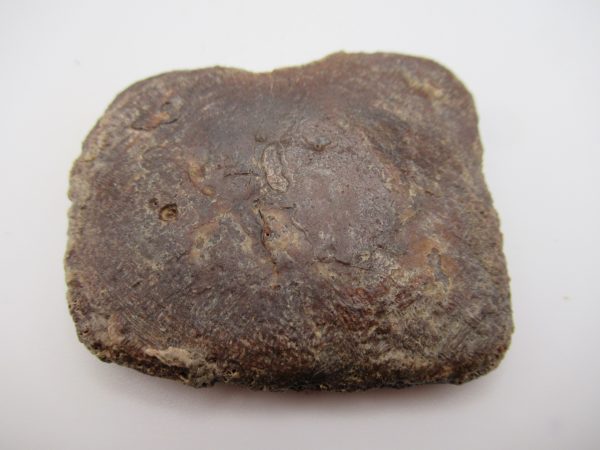Genuine Cretaceous Age Elosuchus Crocodile Scute Fossil For Sale from Morocco #25a