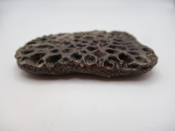 Genuine Cretaceous Age Elosuchus Crocodile Scute Fossil For Sale from Morocco #25b