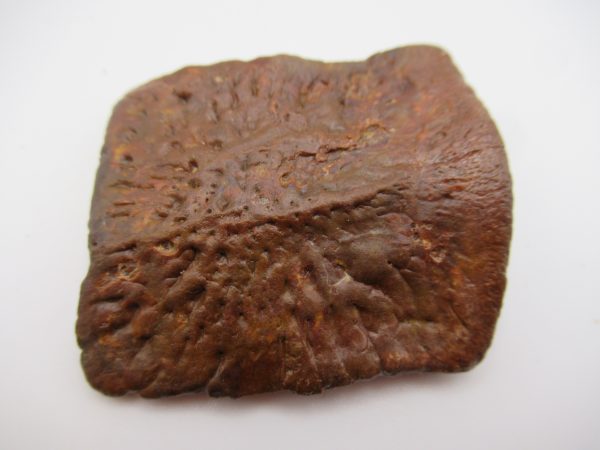 Genuine Cretaceous Age Elosuchus Crocodile Scute Fossil For Sale from Morocco #26