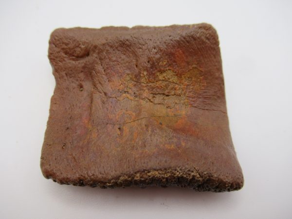 Genuine Cretaceous Age Elosuchus Crocodile Scute Fossil For Sale from Morocco #26a