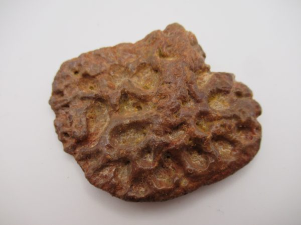 Genuine Cretaceous Age Elosuchus Crocodile Scute Fossil For Sale from Morocco #27